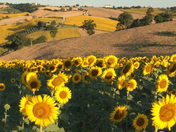 De zonnigste zonnebloemen om ons heen