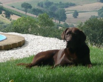 Uw brave hond mag mee